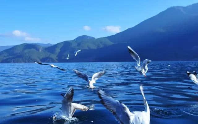 厌倦了昆大丽，此生一定要去一趟这里，鲜花遍地...