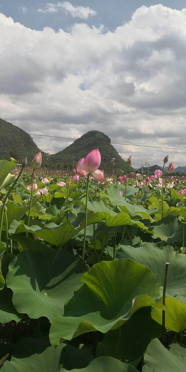 普者黑2日游