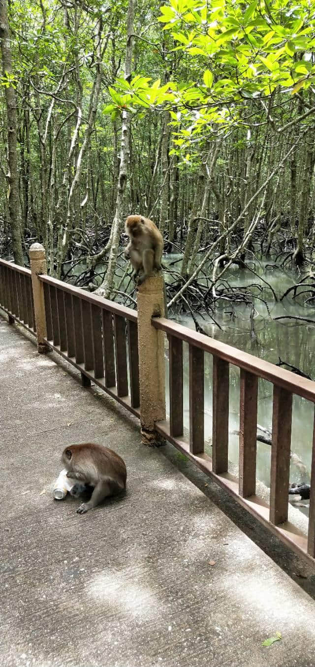 不能错过的海边旅行圣地——兰卡威(喜欢安静的你，一定喜欢它)