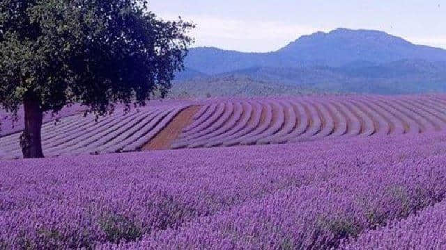 风景名胜：普罗旺斯