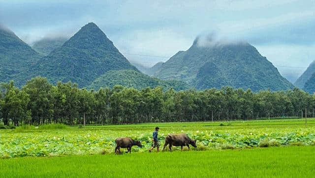 云南普者黑：《三生三世十里桃花》取景地