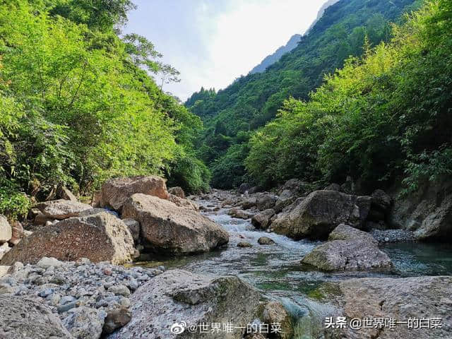 青城山下泰安镇，坐忘红尘隐林泉