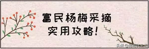 杨梅熟了！2019昆明周边最全杨梅园地图！周末走起