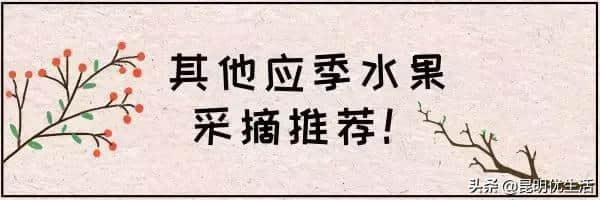 杨梅熟了！2019昆明周边最全杨梅园地图！周末走起