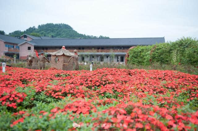 把花海搬到枕边，住进梦境中的普罗旺斯