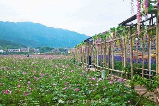 把花海搬到枕边，住进梦境中的普罗旺斯