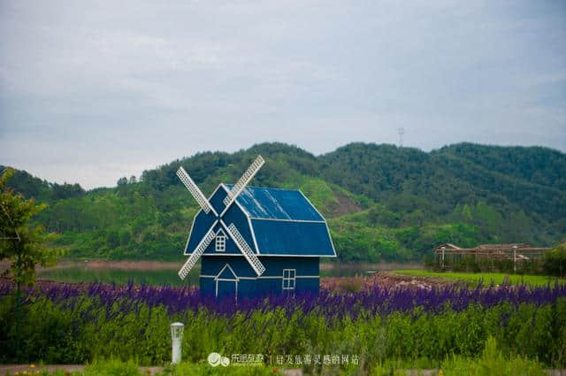 把花海搬到枕边，住进梦境中的普罗旺斯