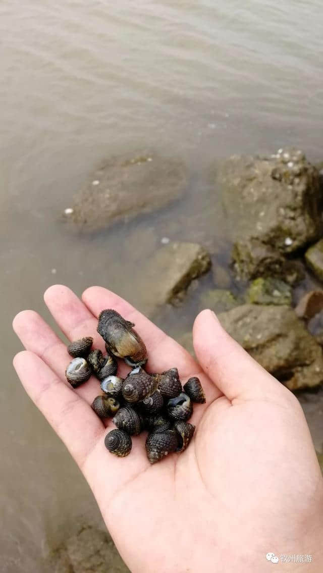 我们一起去赶海吧，赶海最强攻略送上！