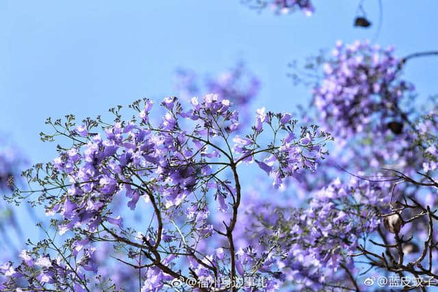 “春城”昆明：四季花开，处处可赏