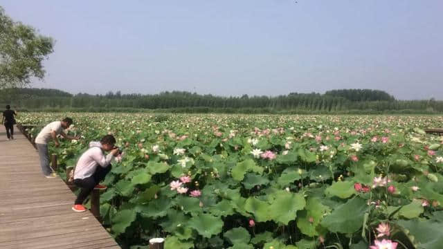 「暑期游」微山湖国家湿地景区孟、仲、季夏的绝美荷韵