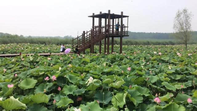 「暑期游」微山湖国家湿地景区孟、仲、季夏的绝美荷韵