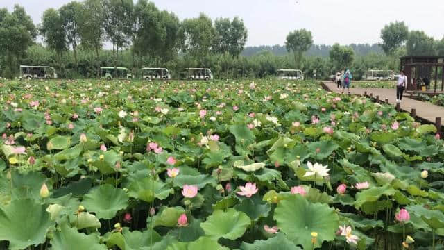 「暑期游」微山湖国家湿地景区孟、仲、季夏的绝美荷韵