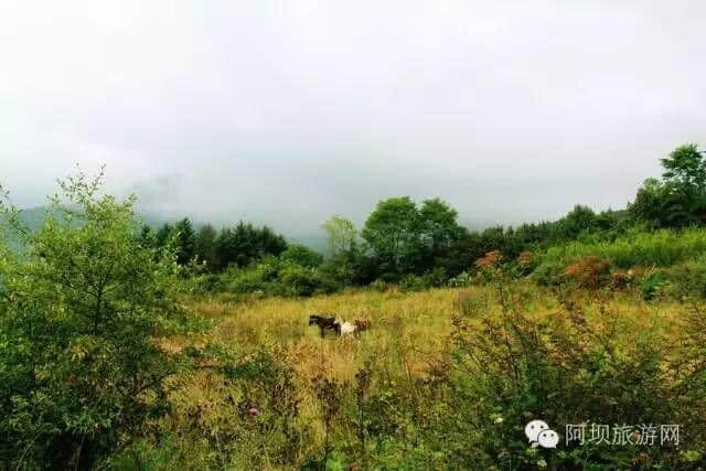 汶川·大寺村 | 都汶高速尽头的云溪桃源