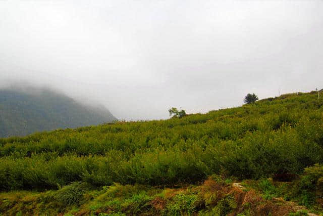 汶川·大寺村 | 都汶高速尽头的云溪桃源