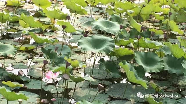 「旅游美文」微山｜邂逅，微山湖国家湿地的秋日温韵