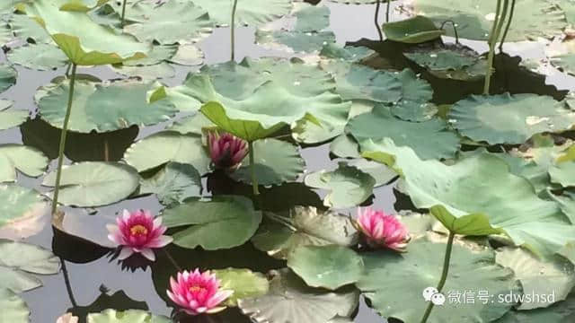 「旅游美文」微山｜邂逅，微山湖国家湿地的秋日温韵