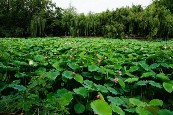 昆明翠湖游玩攻略，到昆明不晓得怎么玩的小伙伴看过来！