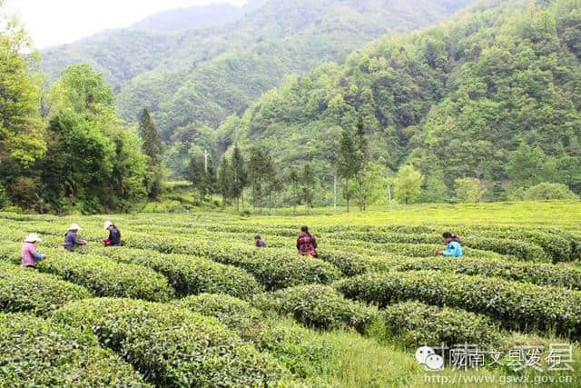 旅游“五一”出游那里去？茶乡李子坝欢迎您！