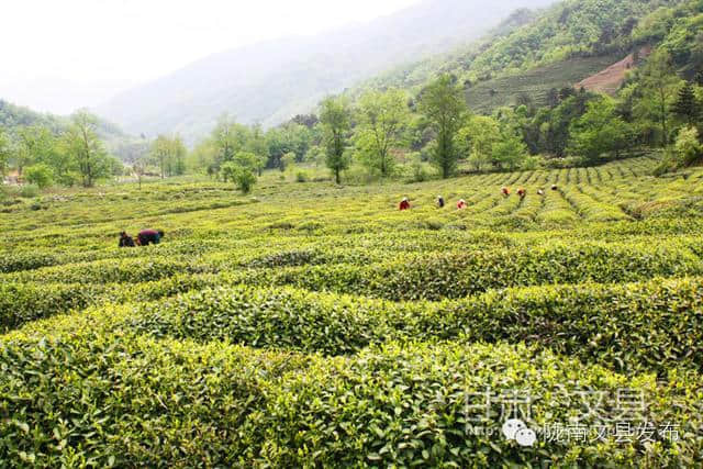 旅游“五一”出游那里去？茶乡李子坝欢迎您！