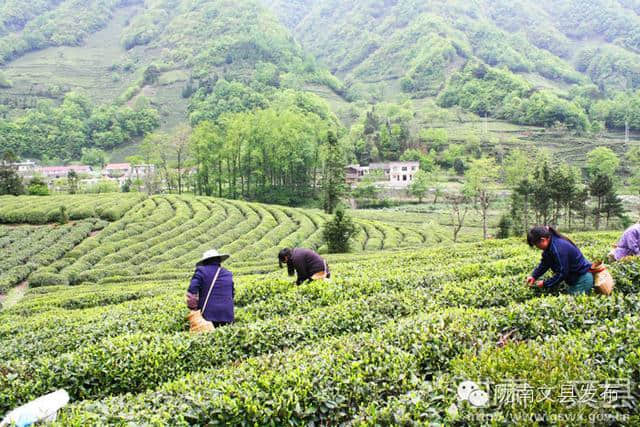 旅游“五一”出游那里去？茶乡李子坝欢迎您！