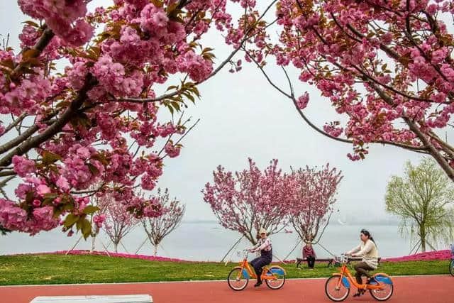 五月花季丨威海五月赏花地图，给你一个七彩的初夏！