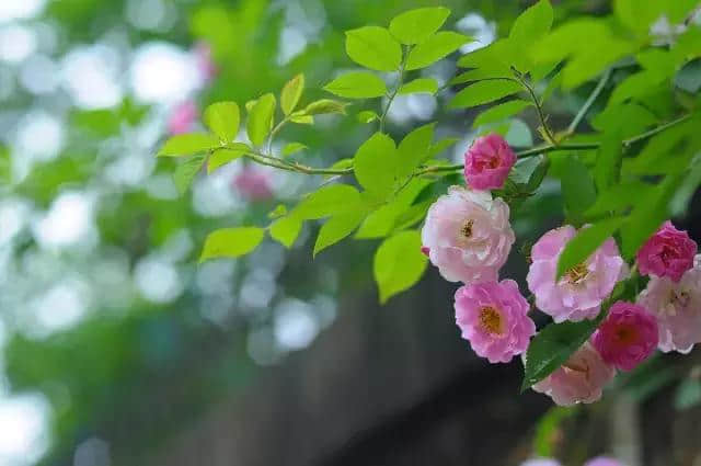 五月花季丨威海五月赏花地图，给你一个七彩的初夏！