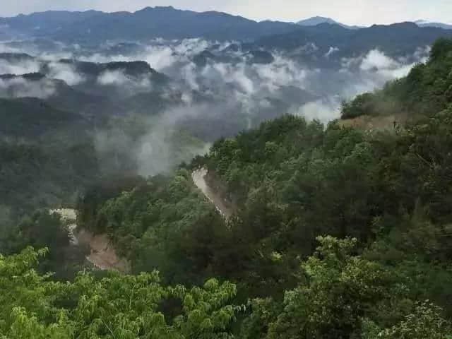 花中一绝！磐安这里芍药花开了，五一就约起~