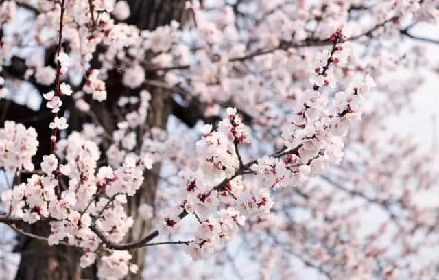 敢与春光争艳色，唯有杏花正灿烂！威海最全赏杏花地图在这里