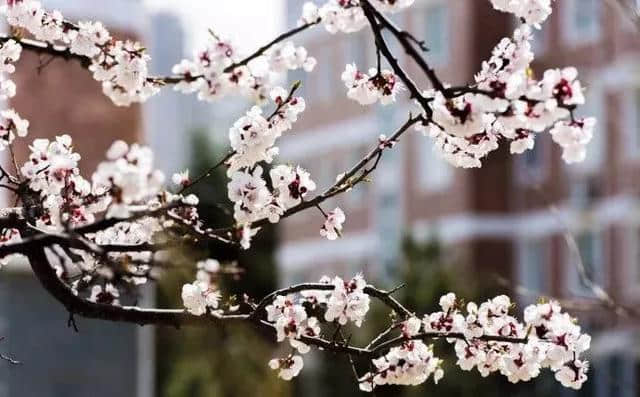 敢与春光争艳色，唯有杏花正灿烂！威海最全赏杏花地图在这里