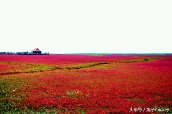 中国原来这么美——盘锦红海滩