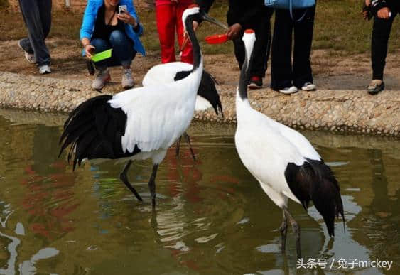 中国原来这么美——盘锦红海滩