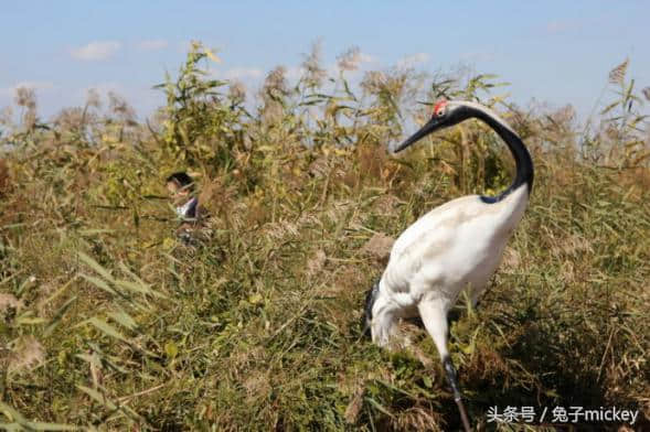 中国原来这么美——盘锦红海滩