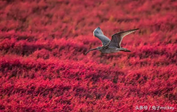 中国原来这么美——盘锦红海滩