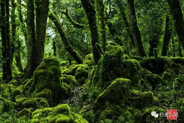 攀枝花旅游之格萨拉绿石林