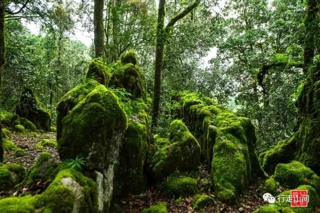 攀枝花旅游之格萨拉绿石林