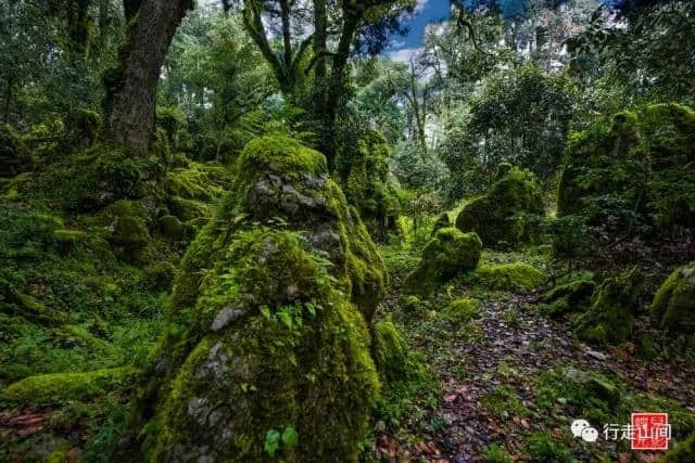 攀枝花旅游之格萨拉绿石林