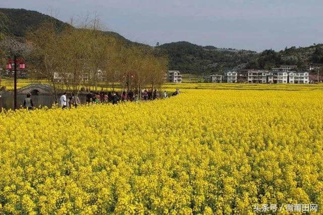 福建新一批四星级乡村旅游村镇名单公布！莆田这些乡村上榜