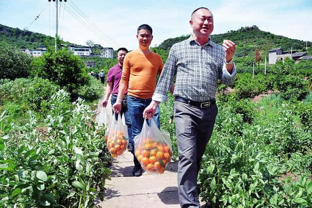 首届开州区“开县春橙”节见闻