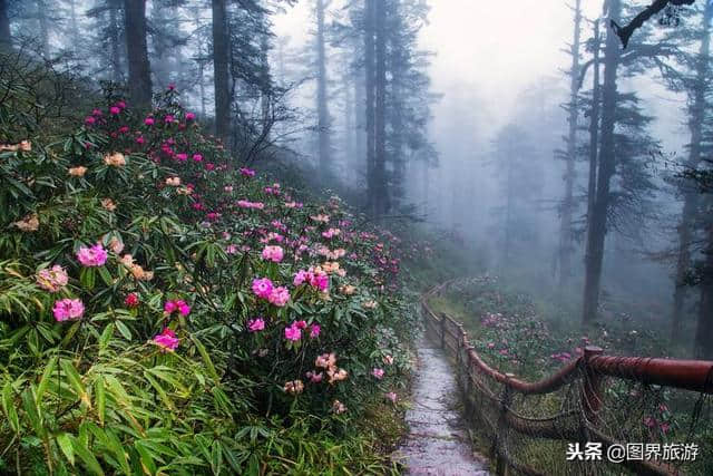 图界旅游 洪雅瓦屋山森林公园