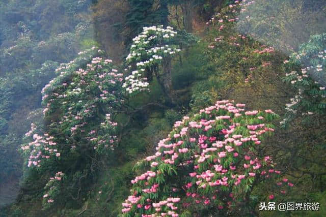 图界旅游 洪雅瓦屋山森林公园