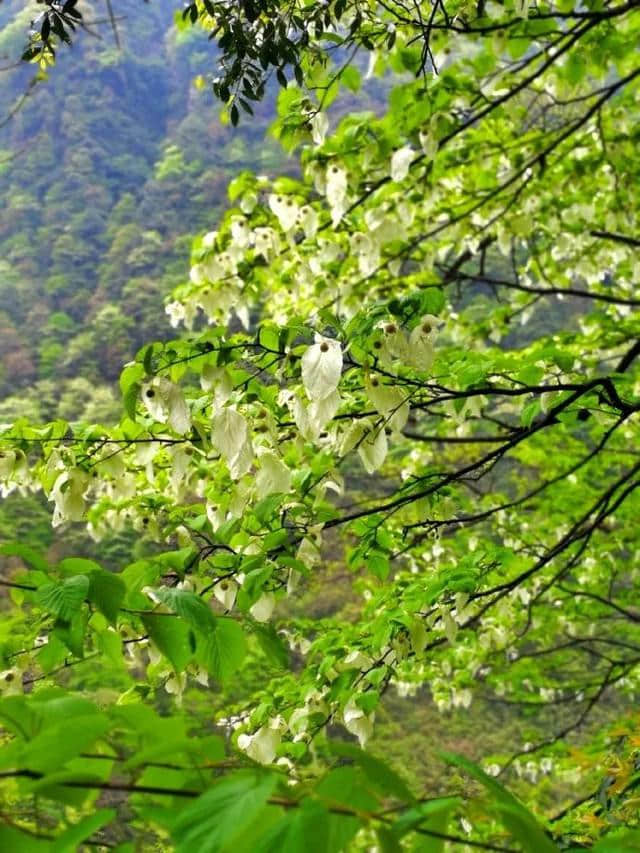 苦等六年！景色不输南非的瓦屋山终于要全面开放啦~