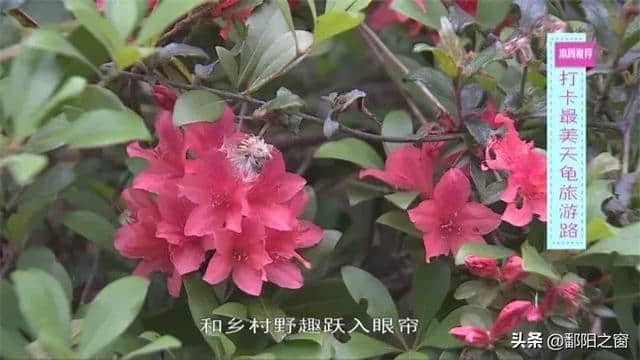 古囊峢巘，天龟旅游路……莆田这些必备打卡景点，千万别错过