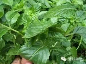 浦城特色，仙人菜的故事......