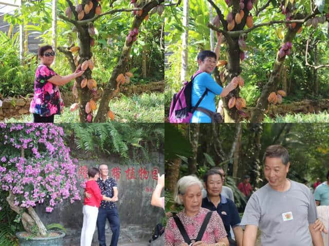 椰风含笑迎远客，兴隆相聚话当年@兴隆热带植物园