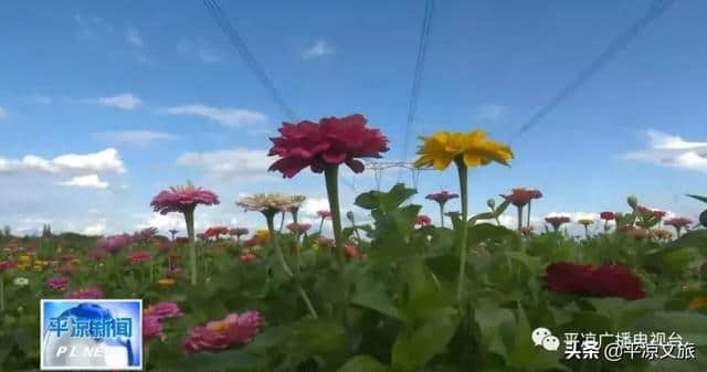 【旅游靓点】崆峒区吴岳村——美丽村庄引来八方游客