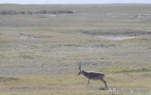 青海可可西里看藏羚羊（图）