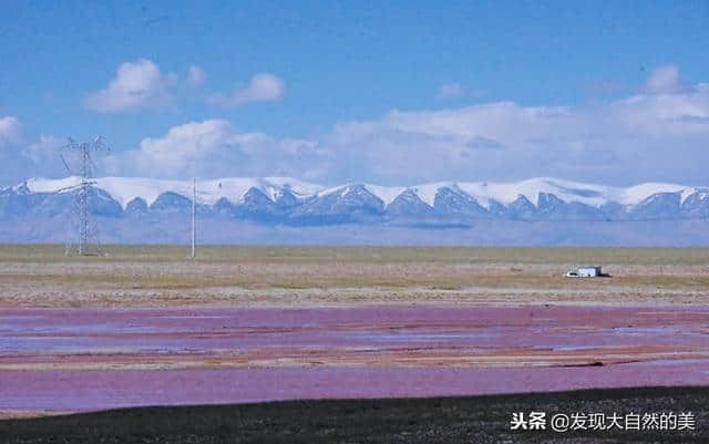 青海可可西里看藏羚羊（图）