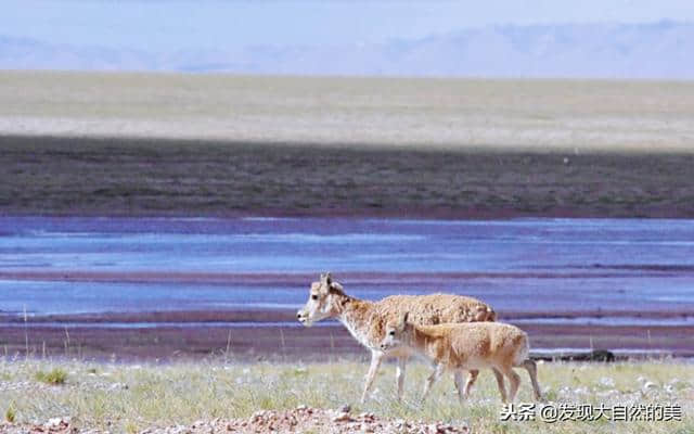 青海可可西里看藏羚羊（图）