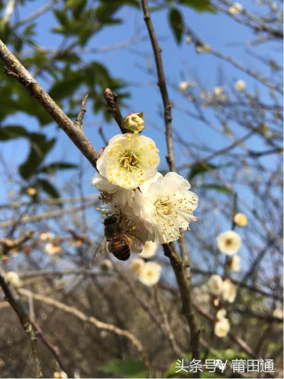 「旅游」福建最大的天然湖居然在莆田！你去过吗？