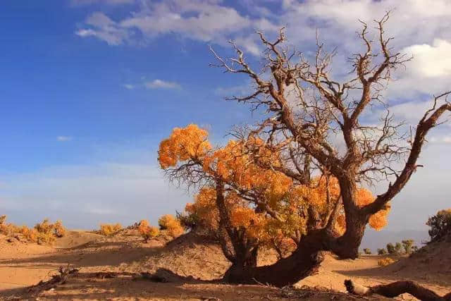 可可西里：很多人听过她的名字，但从未踏足这个地方